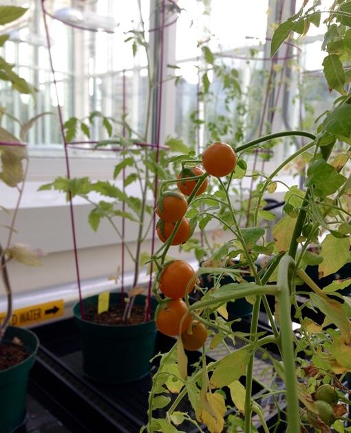 Tomato Hydroponics3